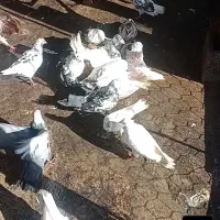 پرنده