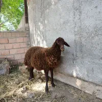 بره ماده