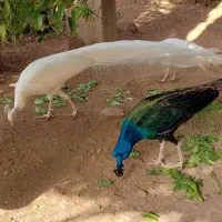 فروش طاووس