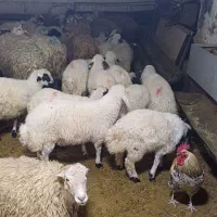 گوسفند بره ریز ۱۸کیلو با باسکول واقعی