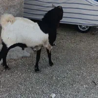 چپش پاکستانی نمونه