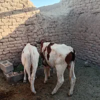 گاو ماده فروشی