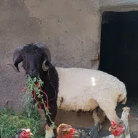 بره شاخی نر