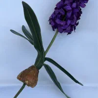 گل مصنوعی|گل مصنوعی|همدان, |دیوار