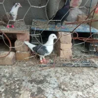 پشت گراف