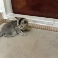 بچه گربه