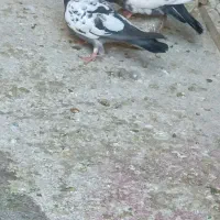 کبوتر