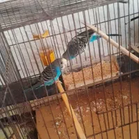 2عدد مرغ عشق نروماده برا فروش