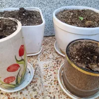 4عدد گلدان شیک