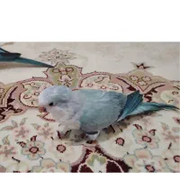 طوطی راهب گمشده در محدوده عاشوری