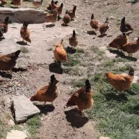 ۷۰عدد مرغ تخمگذار معاوضه با قاز یا موتورام دارم