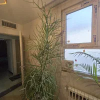 گلدان کاکتوس افوربیا مدادی خاص