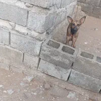 سلام‌واگذاری‌یک‌عددسگ‌دورگه‌گوش‌تیز