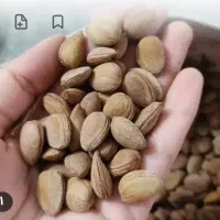 مجک درجه یک پاک شده
