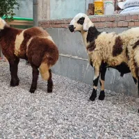 بره قوچی