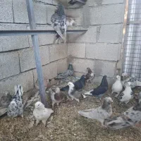 سرور|پرنده|ماکو, |دیوار