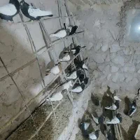 کبوتر|پرنده|بجنورد, |دیوار