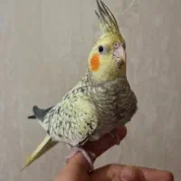 عروس هلندی