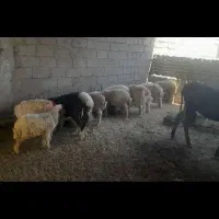 بره نر وماده گوسفند بز