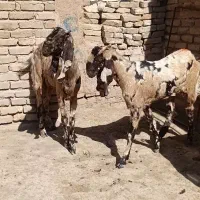 فروش بز|حیوانات مزرعه|سبزوار, قصبه شرقی|دیوار