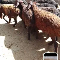 بره ماده افشار مهربان