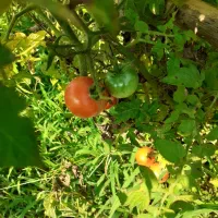 فروش گوجه وفلفل وبادمجان و دلمه ریز محلی ارگانیک