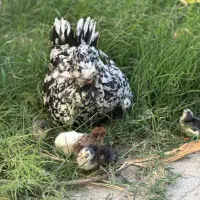مرغ خروس جوجه گلین لری