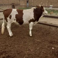 گوساله چاق