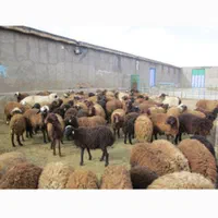 گوسفند زنده ،بز و بزغاله، میش و قوچ