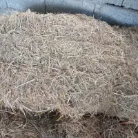 سراچینا تعداد ۱۰۰ بسته
