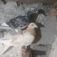 کبوتر