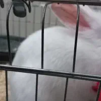 خرگوش نر با قفس و وسیلها