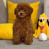 توله سگ توی پودل نسکافه ۶۰ روز