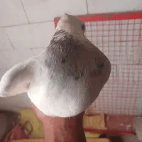 کفتر طوقی