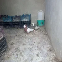 کبوتر