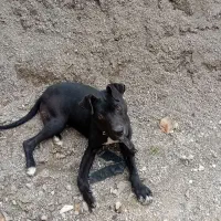 سگ پیتبول سیاه