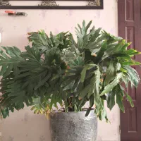 گل انجیری