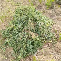 سلام گیا چیده شده توباغ همه جوره گیاه داخلشه