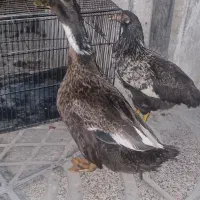 مرغ واردک .