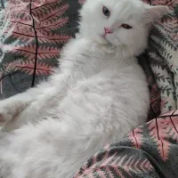 گربه