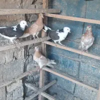 جوجه خوب