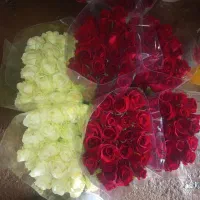 گل رز|گل و گیاه طبیعی|خمین, |دیوار