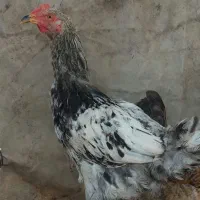 خروس