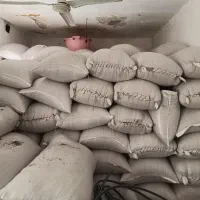 شلتوک بذری