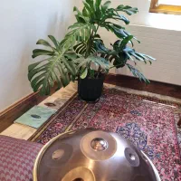 برگ انجیری بزرگ کاملا سالم ارتفاع ۱ متر