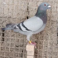 عروسک|اسباب‌‌بازی|ایرانشهر, |دیوار
