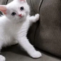 بچه گربه پرشین کلاسیک چشم آبی