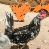 خروس کلین