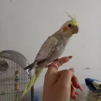 جوجه هلندی دوماهه