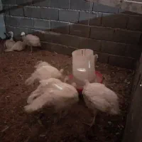 بوقلمون بیوتی گوشتی
